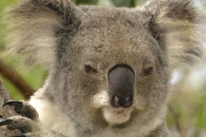 animals, Koalas, Mammals