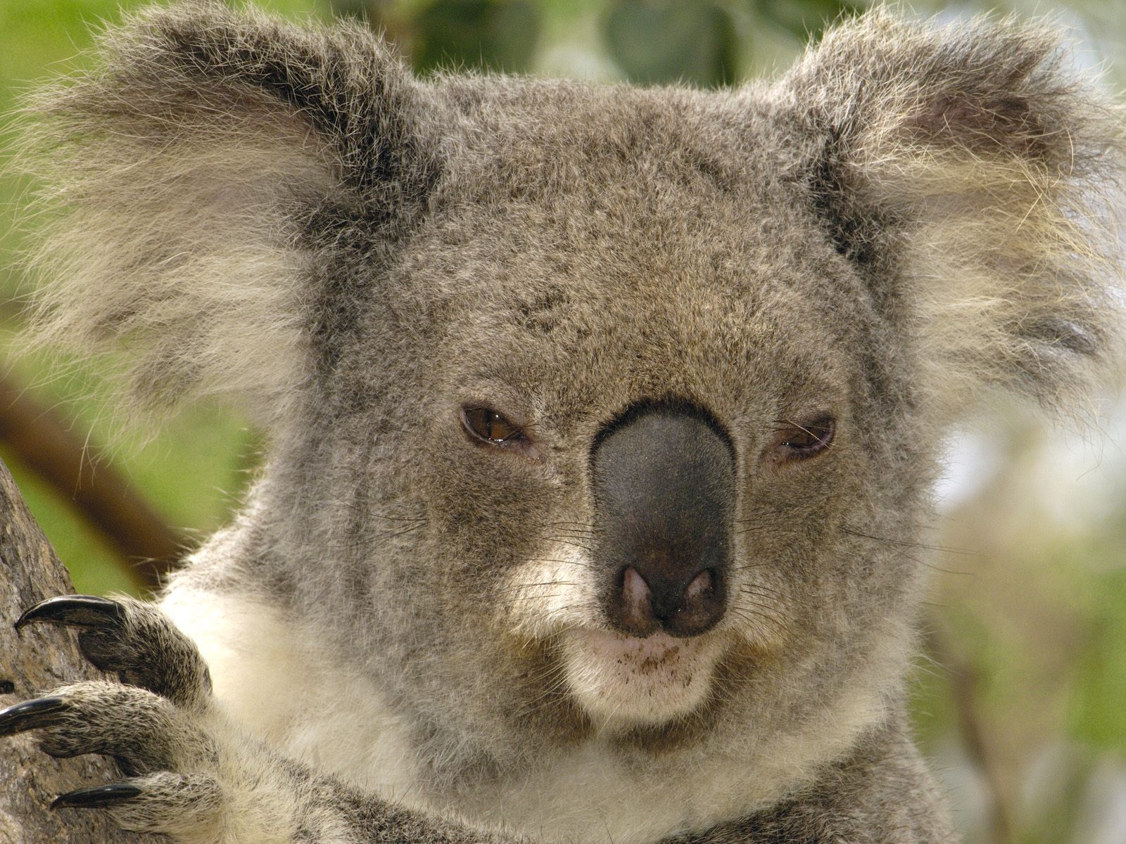 animals, Koalas, Mammals Wallpaper