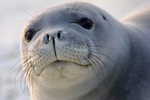 seals, Animals