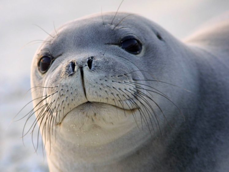 seals, Animals HD Wallpaper Desktop Background