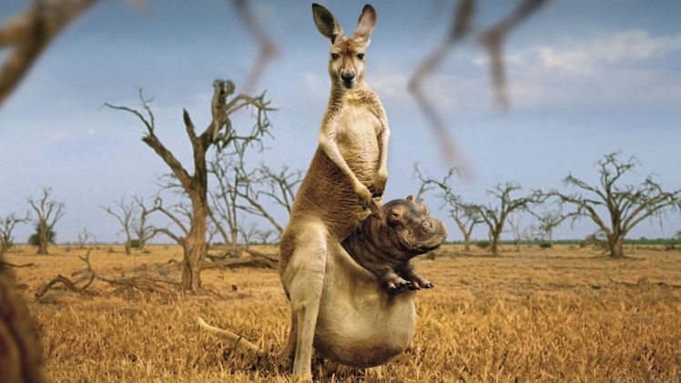 animals, Hippopotamus, Photo, Manipulation, Kangaroos HD Wallpaper Desktop Background