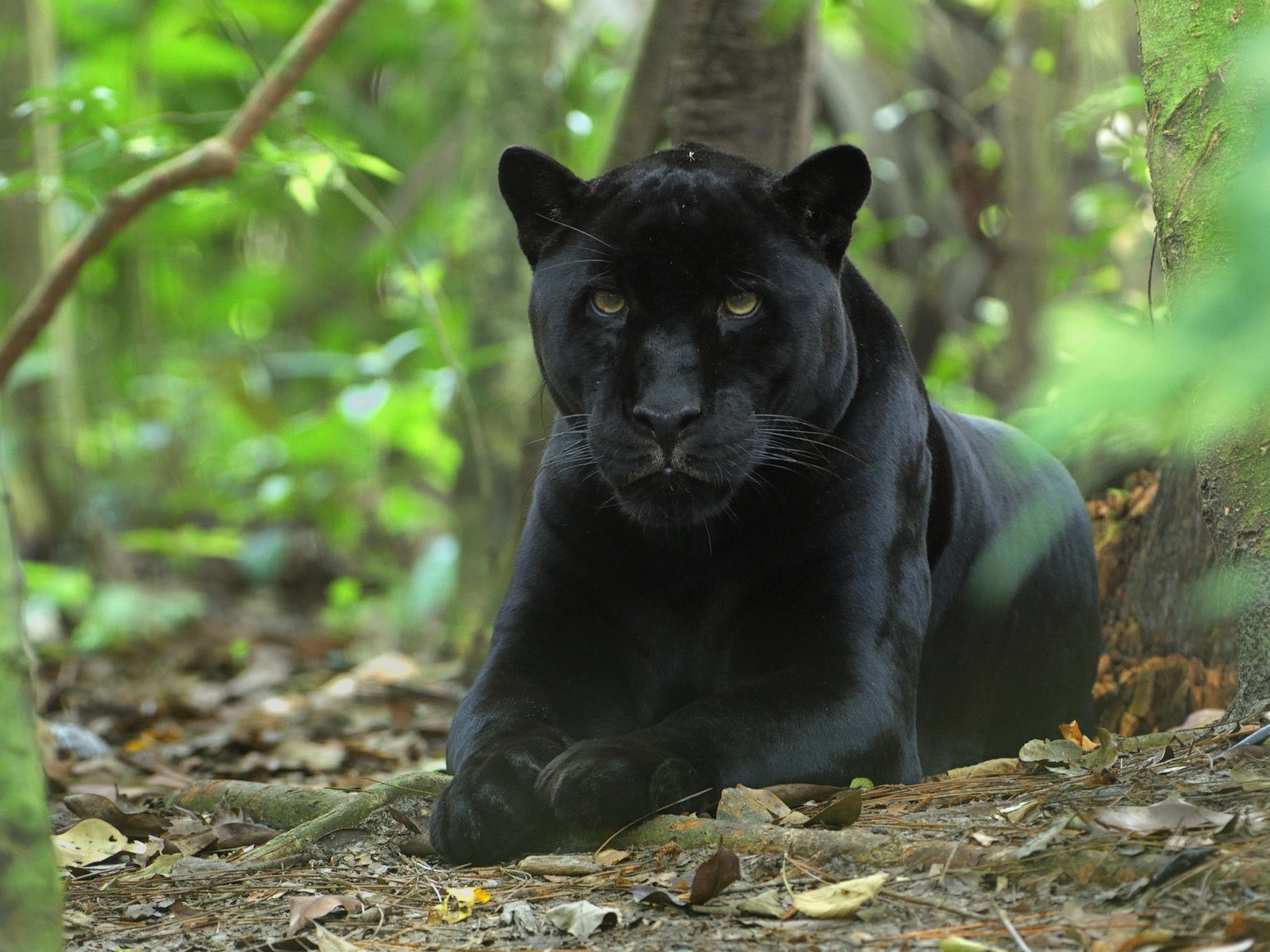 animals Wallpaper