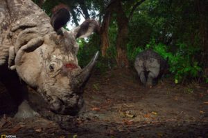 nature, Animals, National, Geographic, Rhinoceros, Wounds
