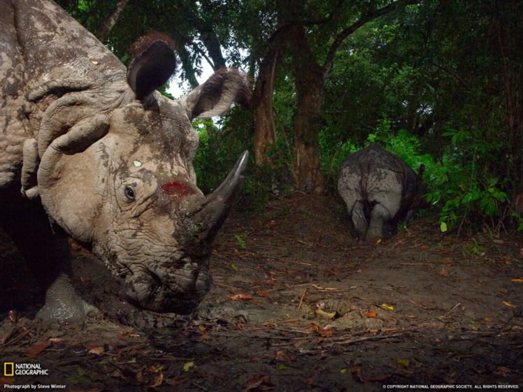 nature, Animals, National, Geographic, Rhinoceros, Wounds HD Wallpaper Desktop Background