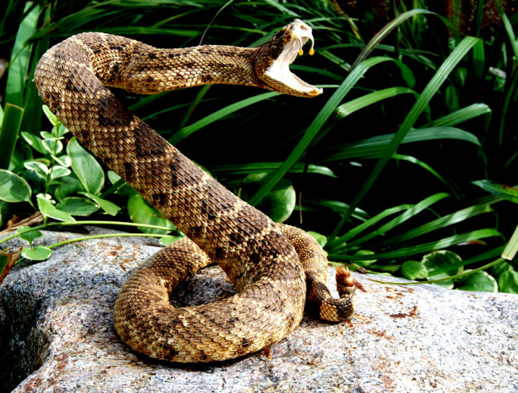 snake, Reptile, Snakes, Predator, Rattlesnake, Ue HD Wallpaper Desktop Background