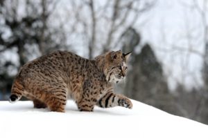 snow, Animals, Lynx