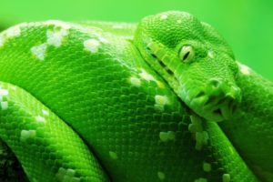 green, Animals, Snakes, Boa, Reptiles