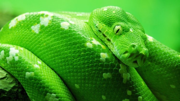 green, Animals, Snakes, Boa, Reptiles HD Wallpaper Desktop Background