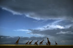 crossing, Tanzania, National, Park, Serengeti
