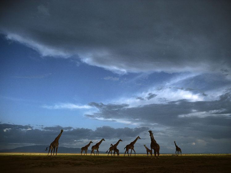 crossing, Tanzania, National, Park, Serengeti HD Wallpaper Desktop Background