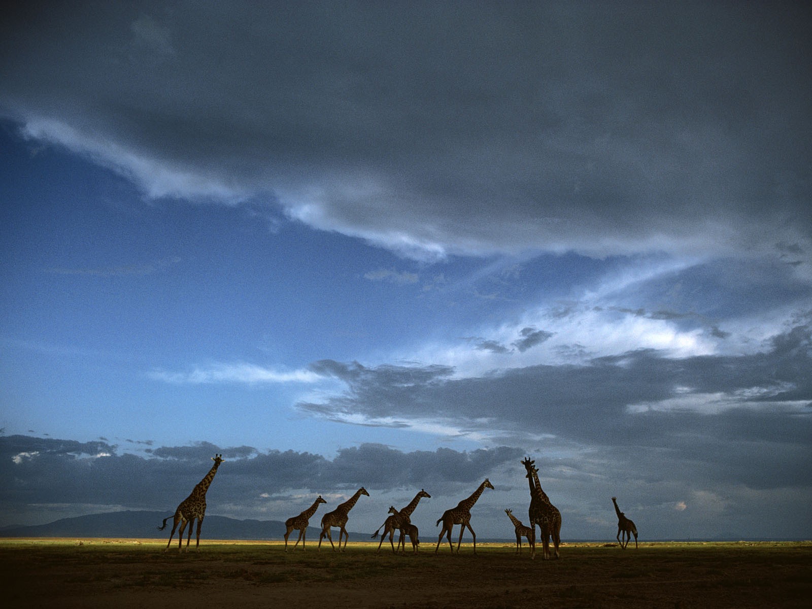crossing, Tanzania, National, Park, Serengeti Wallpaper