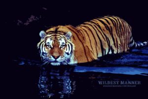 water, Animals, Tigers