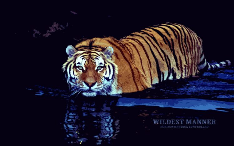water, Animals, Tigers HD Wallpaper Desktop Background
