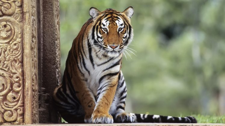 nature, Animals, Tigers HD Wallpaper Desktop Background