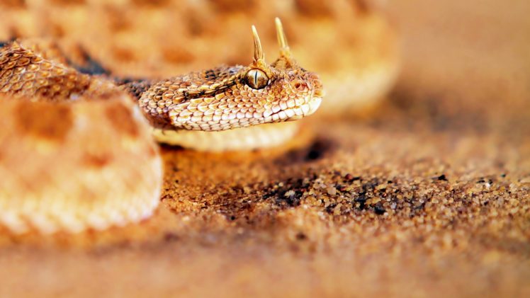 nature, Snakes, Viper, Reptiles HD Wallpaper Desktop Background