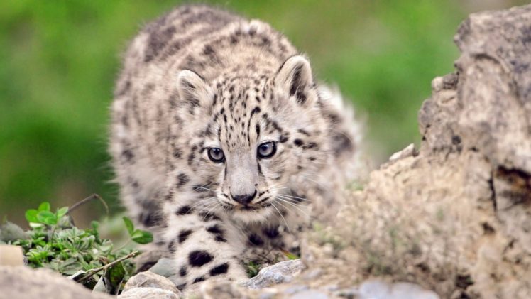 nature, Animals, Snow, Leopards, Baby, Animals HD Wallpaper Desktop Background
