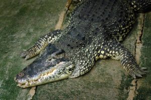 animals, Crocodiles, Reptiles