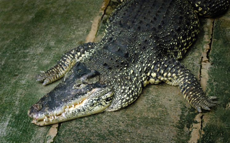 animals, Crocodiles, Reptiles HD Wallpaper Desktop Background