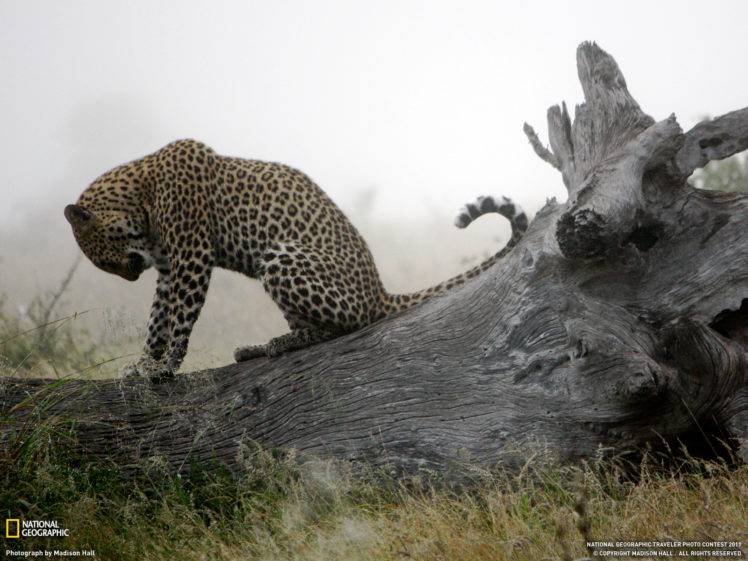 animals, National, Geographic, Leopards HD Wallpaper Desktop Background