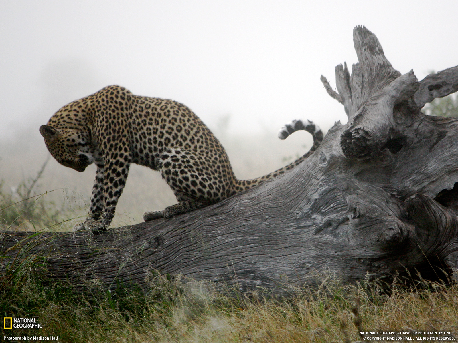 animals, National, Geographic, Leopards Wallpaper