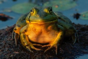 amphibians, Bullfrogs