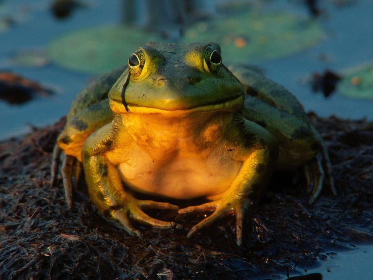 amphibians, Bullfrogs HD Wallpaper Desktop Background