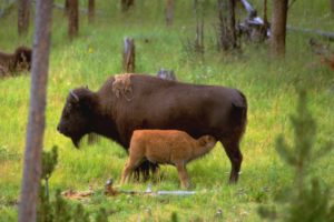 nature, Animals, Wyoming, Bison