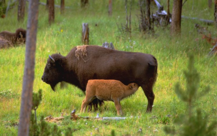 nature, Animals, Wyoming, Bison HD Wallpaper Desktop Background