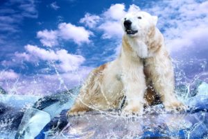 water, Clouds, Animals, Polar, Bears