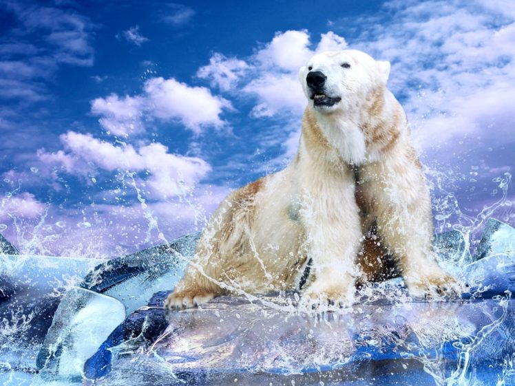 water, Clouds, Animals, Polar, Bears HD Wallpaper Desktop Background