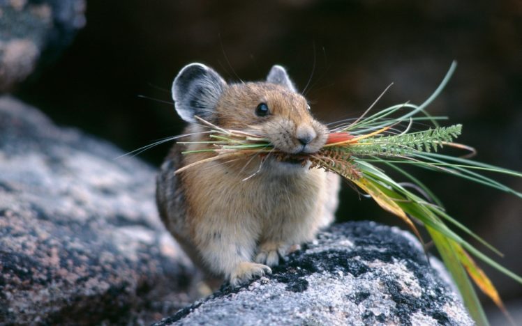 animals, Plants, Hamsters, Pika HD Wallpaper Desktop Background