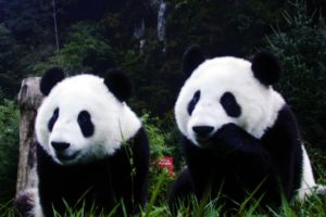 nature, Animals, Panda, Bears