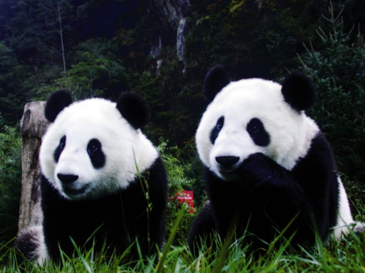 nature, Animals, Panda, Bears HD Wallpaper Desktop Background