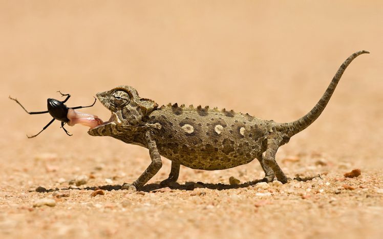 chameleons, Reptiles, Eating HD Wallpaper Desktop Background