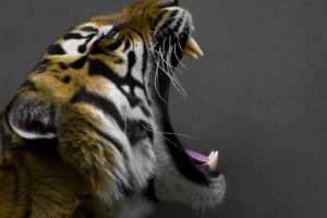 animals, Tigers, Yawns