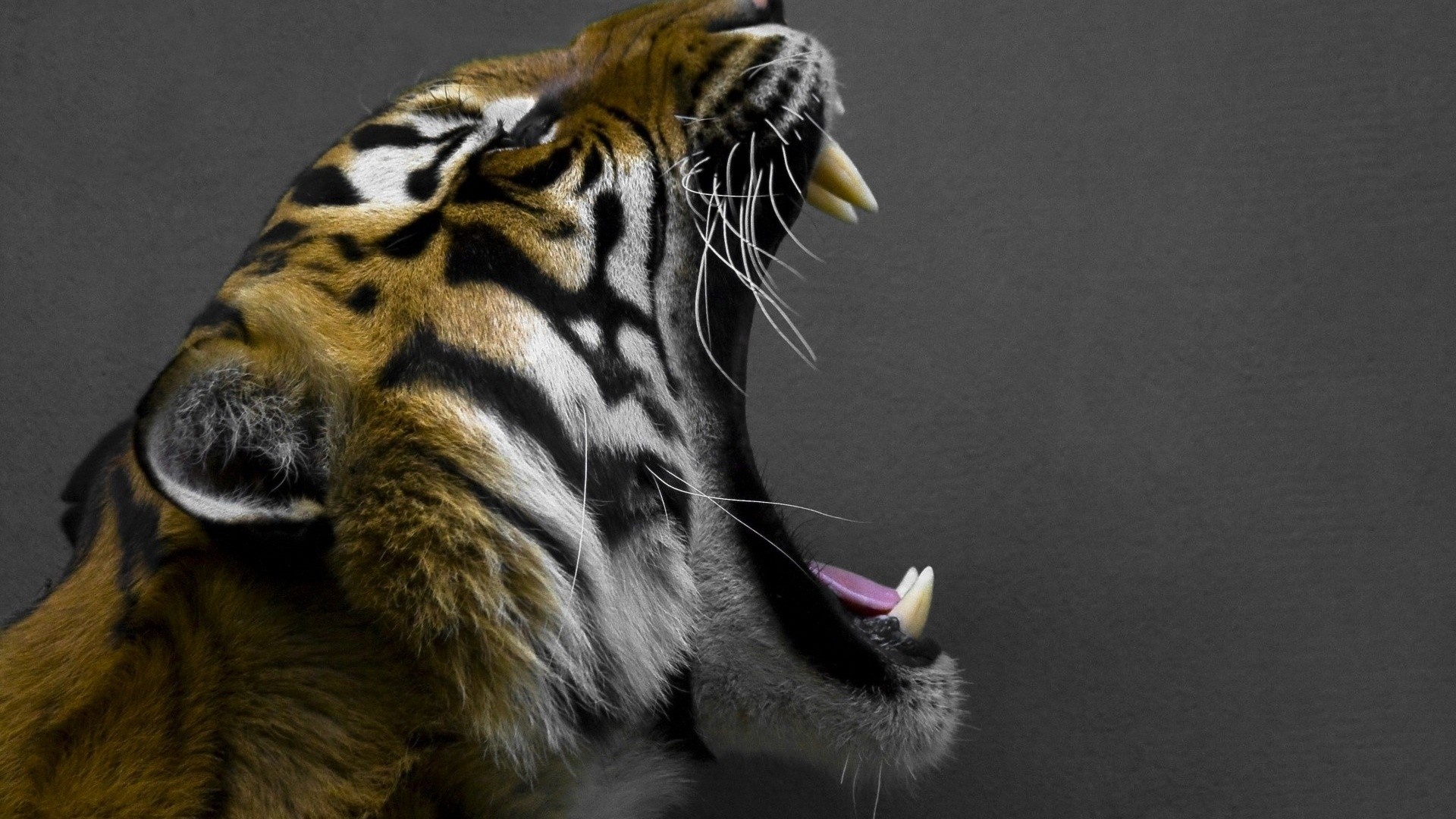 animals, Tigers, Yawns Wallpaper
