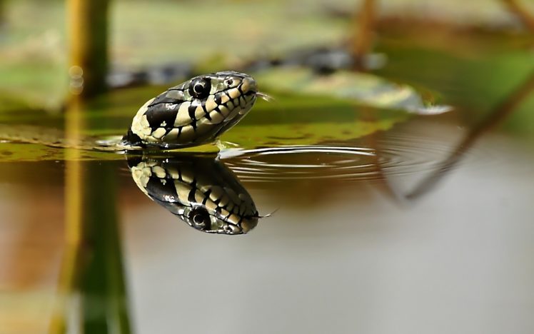 water, Animals, Snakes HD Wallpaper Desktop Background