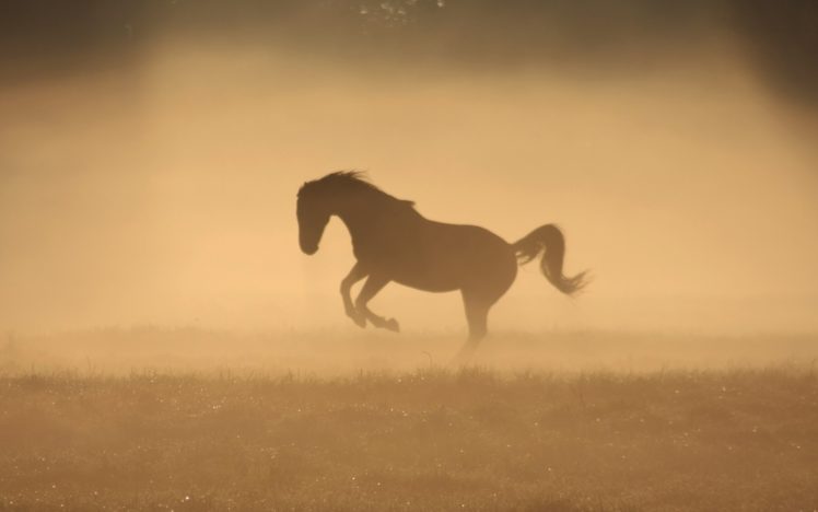 animals, Horses, Monochrome HD Wallpaper Desktop Background
