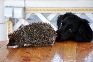 hedgehog, And, Dog