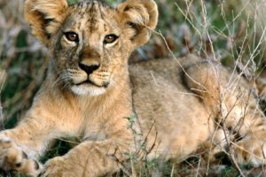 nature, Animals, Relaxing, African, Africa, Lions, Baby, Animals