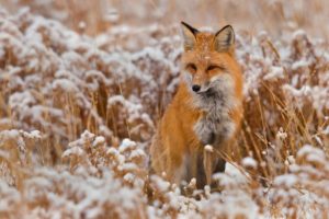snow, Red, Animals, Grass, Foxes