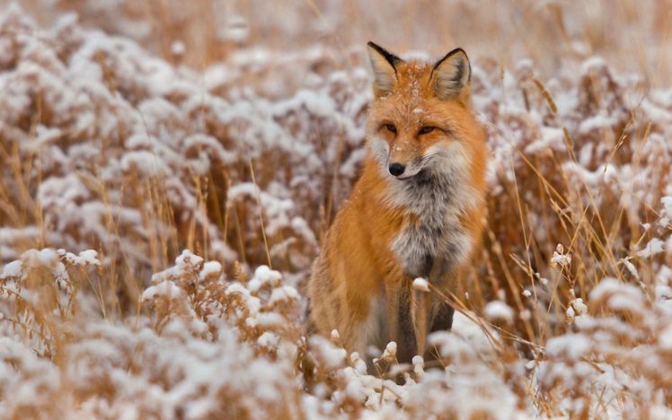 snow, Red, Animals, Grass, Foxes HD Wallpaper Desktop Background