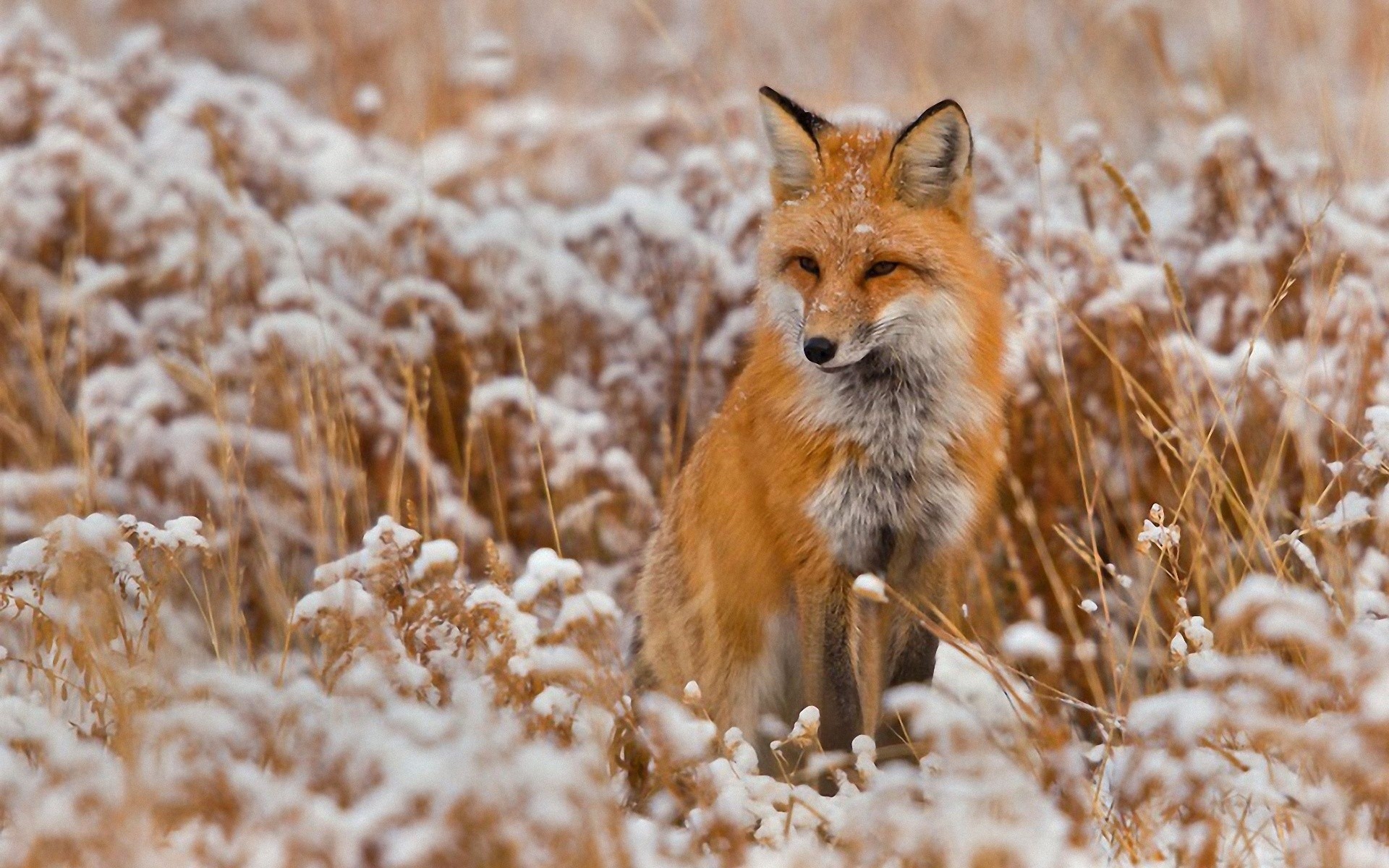 snow, Red, Animals, Grass, Foxes Wallpaper