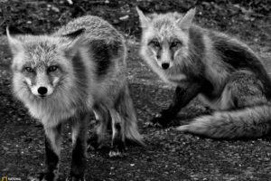 animals, National, Geographic, Grayscale, Foxes