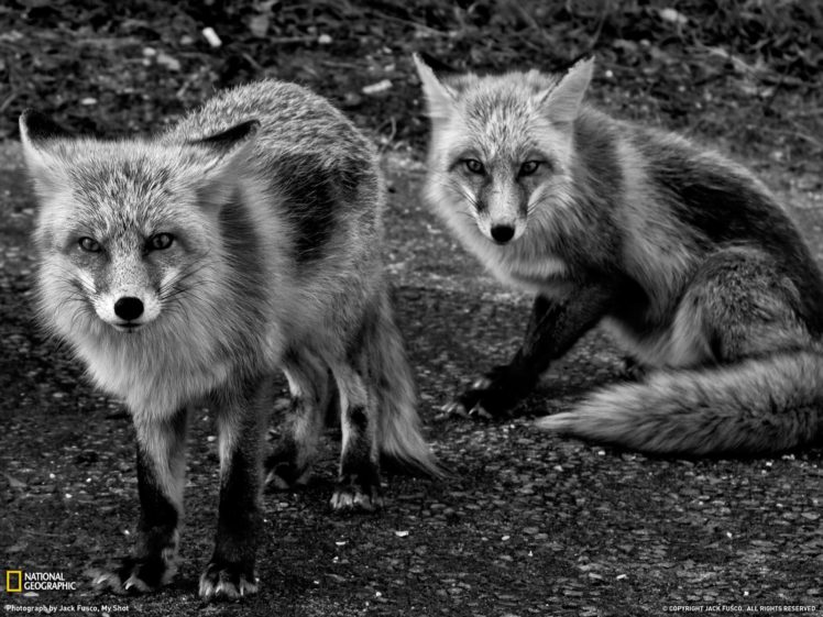 animals, National, Geographic, Grayscale, Foxes HD Wallpaper Desktop Background