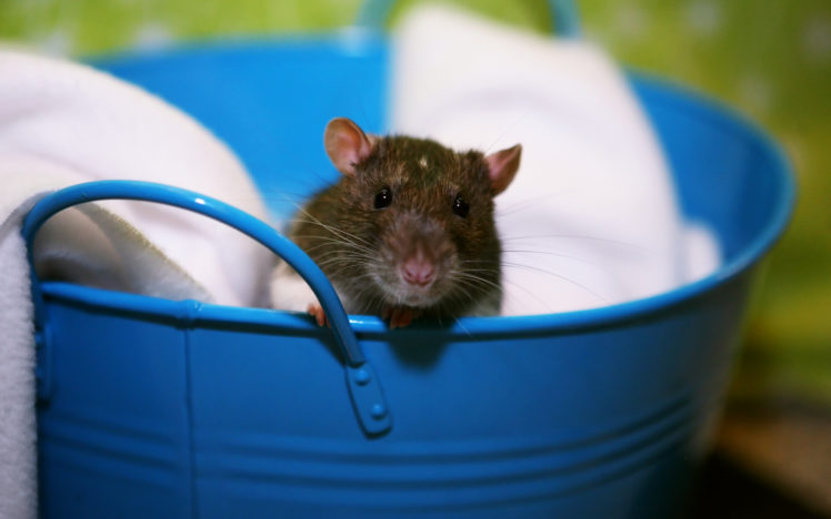 animals, Rats, Bucket HD Wallpaper Desktop Background
