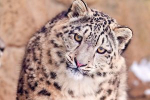eyes, Animals, Snow, Leopards, Muzzle