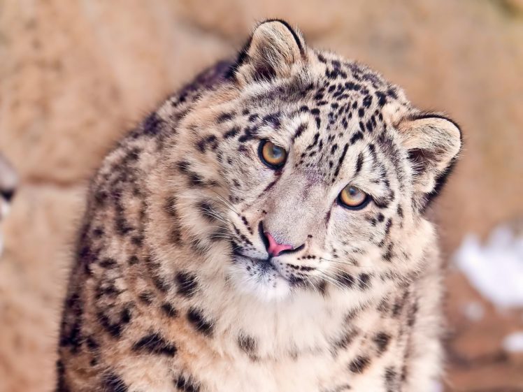 eyes, Animals, Snow, Leopards, Muzzle HD Wallpaper Desktop Background