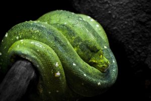 green, Tree, Python, Snake