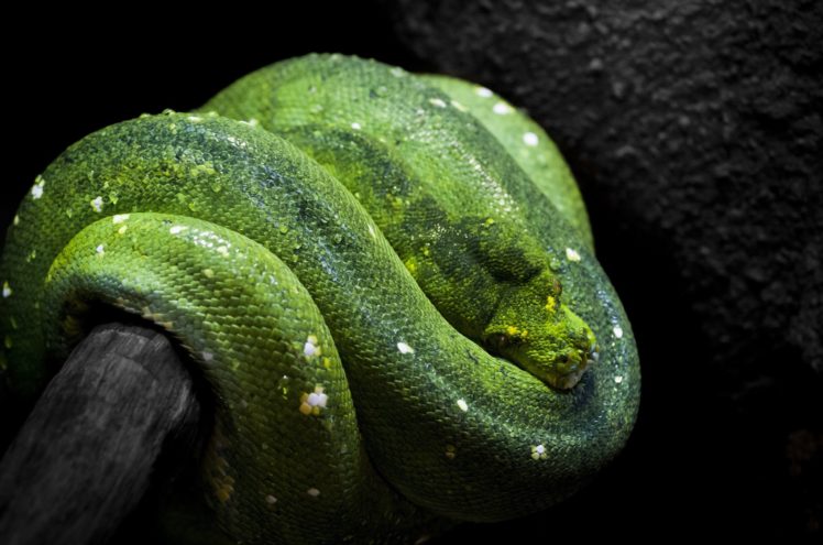 green, Tree, Python, Snake HD Wallpaper Desktop Background